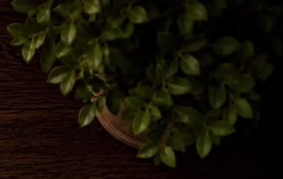 Fresh green plant